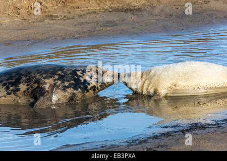 Grey seal, Halichoerus grypus, mother with pup, Donna Nook national nature reserve, Lincolnshire, England, UK Stock Photo