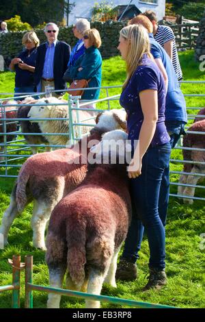 Shepherd showing his sheep. Borrowdale Shepherds’ Meet. Rosthwaite ...