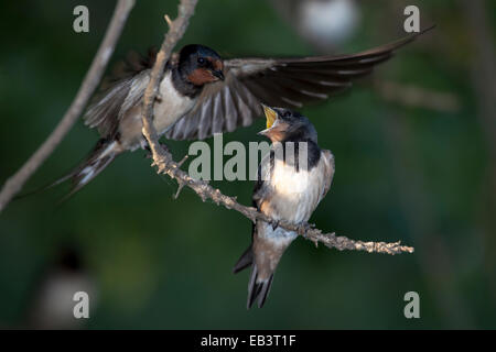 Common swallow feeding a baby Stock Photo