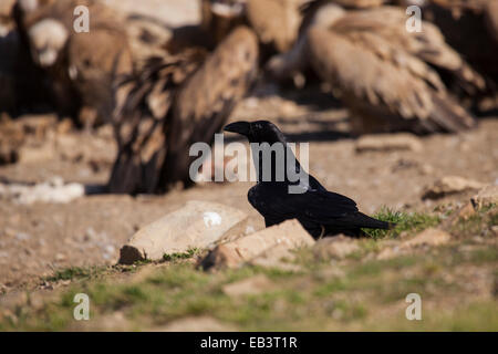 Common raven waiting vultures end up feeding Stock Photo