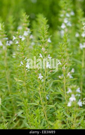 Winter savory (Satureja montana) Stock Photo