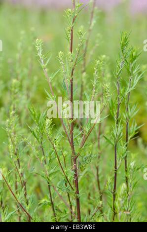 Common mugwort (Artemisia vulgaris) Stock Photo