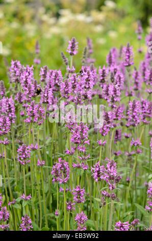 Wood betony (Betonica officinalis syn. Stachys officinalis) Stock Photo