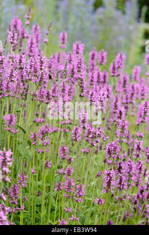 Wood betony (Betonica officinalis syn. Stachys officinalis) Stock Photo