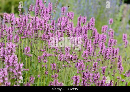 Wood betony (Betonica officinalis syn. Stachys officinalis) Stock Photo