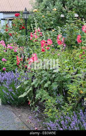 Common hollyhock (Alcea rosea), common lavender (Lavandula angustifolia) and roses (Rosa) Stock Photo