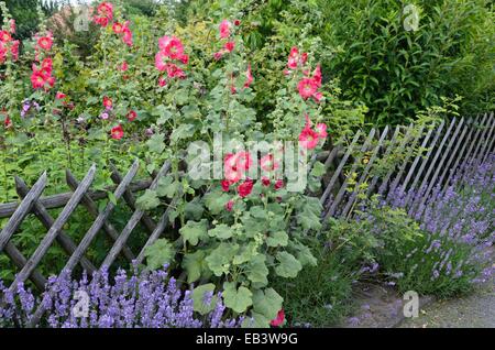 Common hollyhock (Alcea rosea) and common lavender (Lavandula angustifolia) Stock Photo