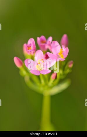 Common centaury (Centaurium erythraea) Stock Photo