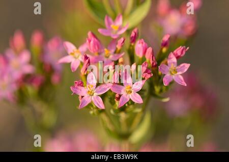 Common centaury (Centaurium erythraea) Stock Photo