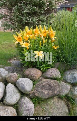Lily (Lilium) on a stone wall Stock Photo