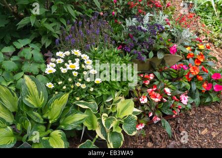 Plantain lilies (Hosta), daisies (Leucanthemum), garden heliotrope (Heliotropium arborescens) and buzy Lizzie (Impatiens walleriana) Stock Photo