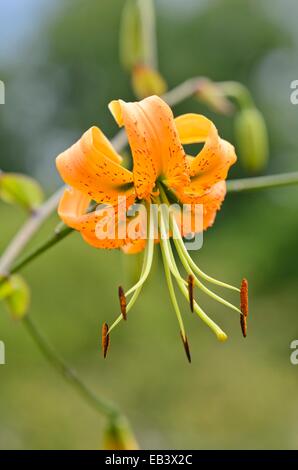 Henry's lily (Lilium henryi) Stock Photo