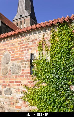 Japanese creeper (Parthenocissus tricuspidata) with town wall and Nikolaikirche, Rostock, Germany Stock Photo