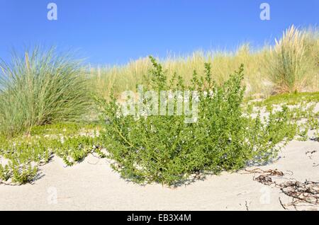 Prickly saltwort (Kali turgida syn. Salsola kali) Stock Photo