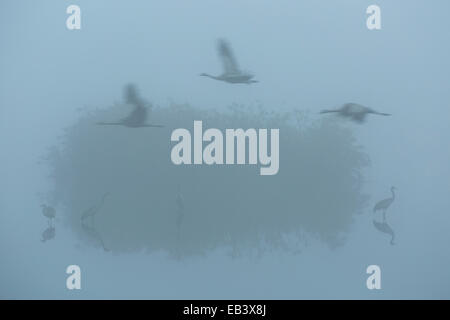 Common crane (Grus grus) and fog. Agamon lake. Hula Valley. Israel Stock Photo