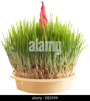 Green Christmas Wheat with Candle Isolated on White Background Stock Photo