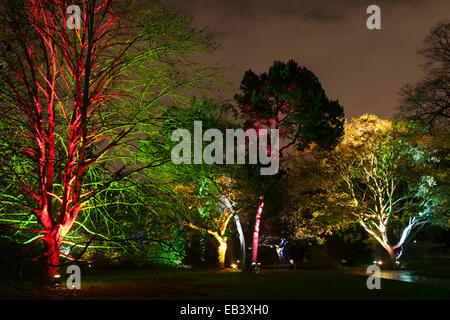 London, UK. 25 November 2014. Illuminate trees.  Press preview of the seasonal illuminations lighting Kew Gardens after dark. Kew Gardens opens a new trail for the 2014 Christmas period (26 November 2014 to 3 January 2015) with illuminated buildings such as the Palm House, a fire garden and a tunnel of lights. There is also a series of botanically inspired, large scale light installations, created by French design studio TILT. Visitors can purchase tickets for the evening entrance from 5pm to 10pm. Credit:  Nick Savage/Alamy Live News Stock Photo