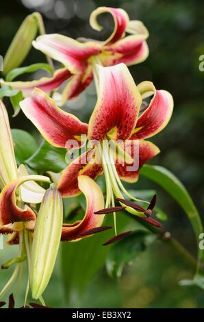 Oriental trumpet lily (Lilium Scheherazade) Stock Photo