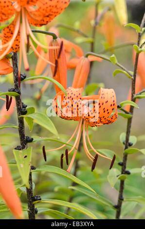Tiger lily (Lilium lancifolium 'Splendens' syn. Lilium tigrinum 'Splendens') Stock Photo