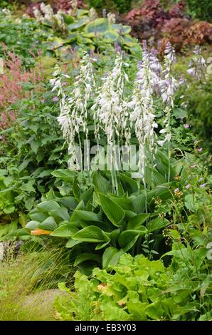 Plantain lily (Hosta nigrescens 'Krossa Regal') Stock Photo