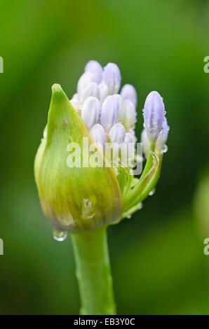 African lily (Agapanthus africanus) Stock Photo