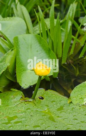 Yellow pond lily (Nuphar lutea) and water soldier (Stratiotes aloides) Stock Photo