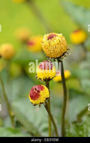 Paracress (Acmella oleracea) Stock Photo