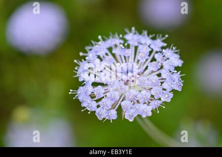 Blue lace flower (Trachymene coerulea syn. Didiscus caeruleus) Stock Photo