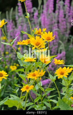 False sunflower (Heliopsis helianthoides) Stock Photo