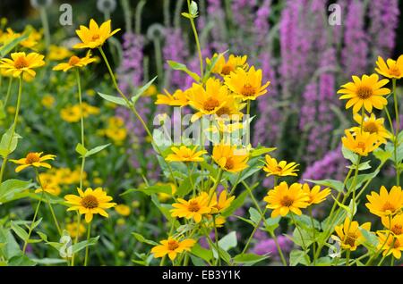 False sunflower (Heliopsis helianthoides) Stock Photo