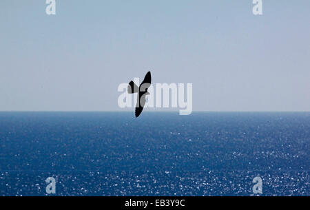 Silhouette of Eleonora's Falcon (Falco eleonorae) fly to hunting over the sea Stock Photo