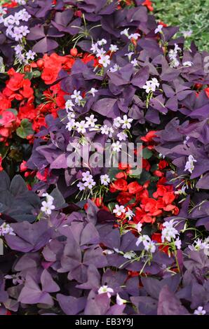 Threeleaf purple shamrock (Oxalis triangularis) and begonia (Begonia semperflorens) Stock Photo