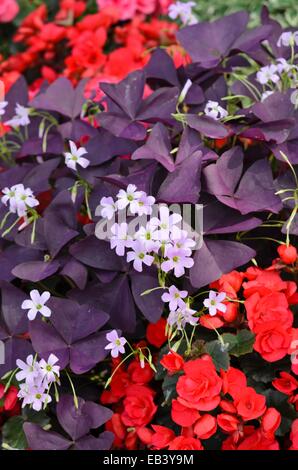 Threeleaf purple shamrock (Oxalis triangularis) and begonia (Begonia semperflorens) Stock Photo