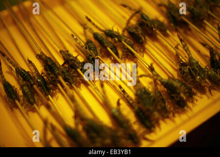 Close up of some scorpions on sale on a food market in China. Stock Photo