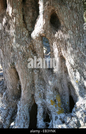 Old Olive Tree Bark Texture Stock Photo