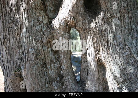 Old Olive Tree Bark Texture Stock Photo