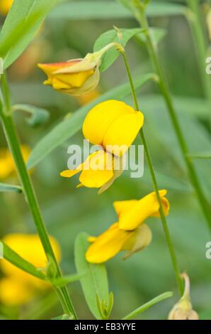 Sunn hemp (Crotalaria juncea) Stock Photo