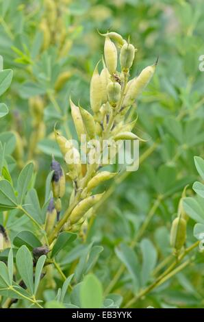 Blue false indigo (Baptisia australis) Stock Photo