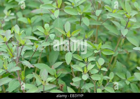 Bolivian coriander (Porophyllum ruderale) Stock Photo