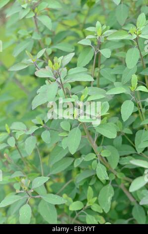 Bolivian coriander (Porophyllum ruderale) Stock Photo