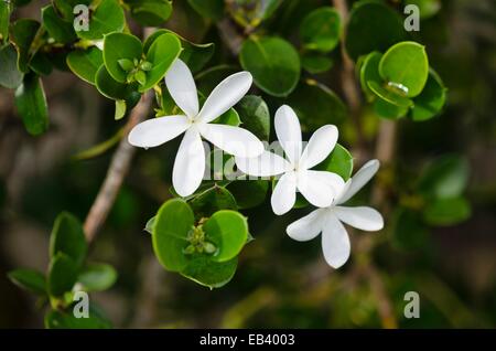 Natal plum (Carissa macrocarpa) Stock Photo