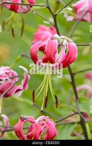 Oriental lily (Lilium Black Beauty) Stock Photo