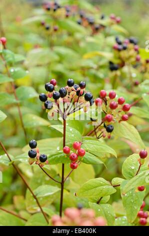 Slender St. John's wort (Hypericum pulchrum) Stock Photo