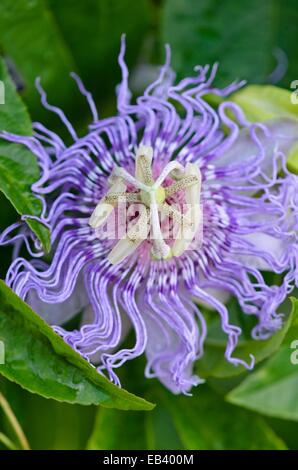 Purple passion flower (Passiflora incarnata) Stock Photo