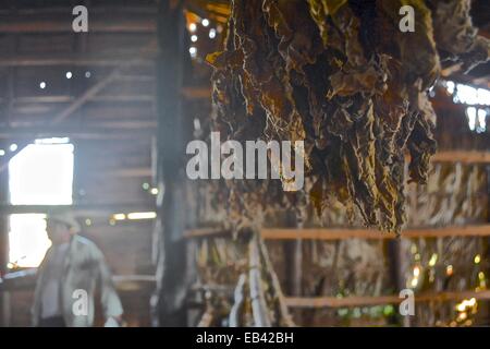 Tobacco leafs drying on a farm near Vinales, in the cigar making region of Cuba. Stock Photo