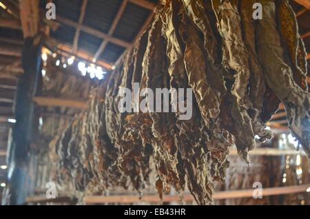 Tobacco leafs drying on a farm near Vinales, in the cigar making region of Cuba. Stock Photo