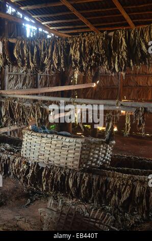 Tobacco leafs drying on a farm near Vinales, in the cigar making region of Cuba. Stock Photo