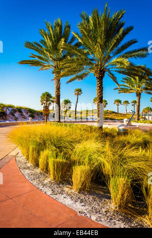 Palm trees along a path in Clearwater Beach, Florida. Stock Photo