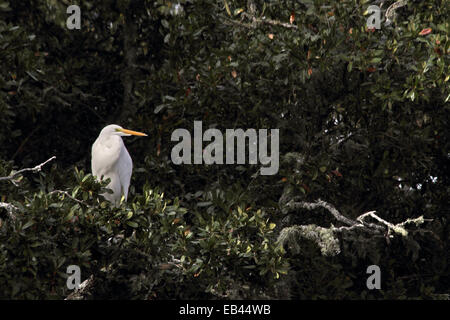 A Great egret perches among the trees in a coastal wetland. Stock Photo