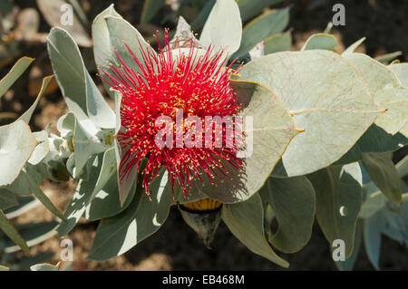 Eucalyptus macrocarpa subsp. elacantha, Small-leaved Mottlecah in Kings Park, Perth, WA, Australia Stock Photo